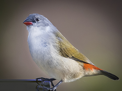 Bird 2